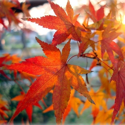 autumn11.jpg